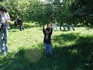 Apple Pickin'