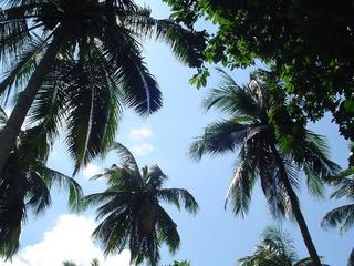 Coconut Trees