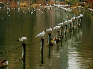 Sea birds at Ueno Park
