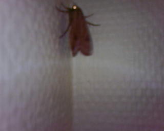 Big butterfly
